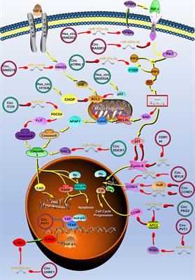 Research Progress of circRNAs in Head and Neck Cancers